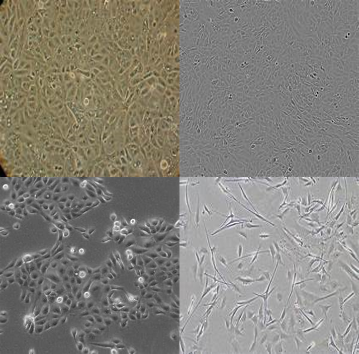 cells-w
